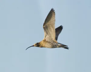 Long-term commitment is needed to save the eurasian curlew